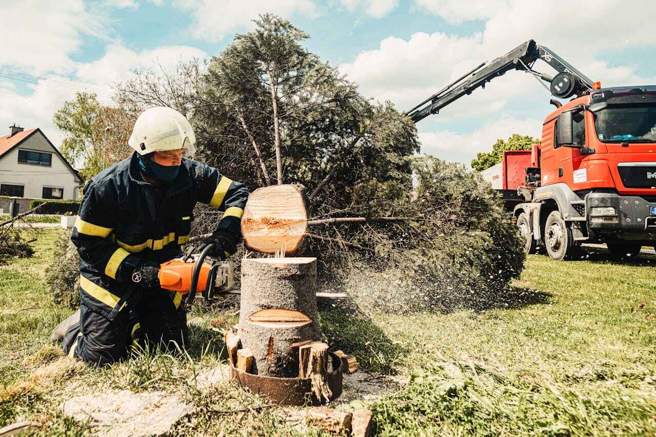 Residential Tree Removal in Farmington, MI